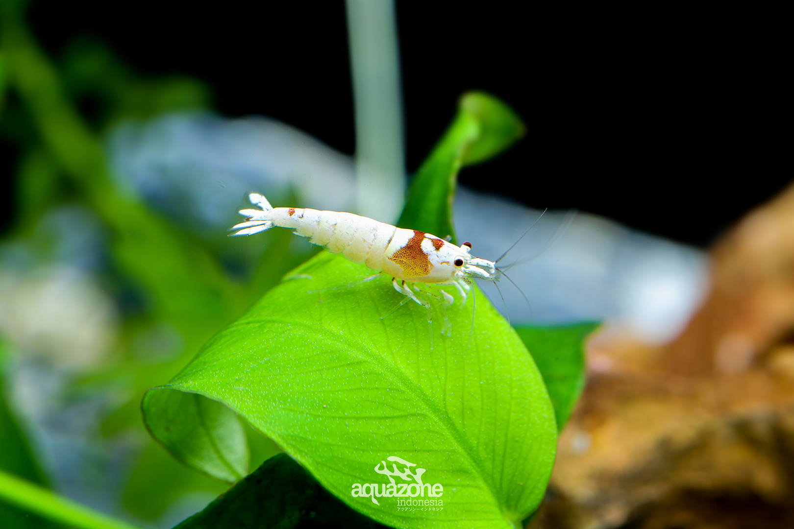 Red Bee Shrimp | Inaexport Red Bee Shrimp | Inaexport